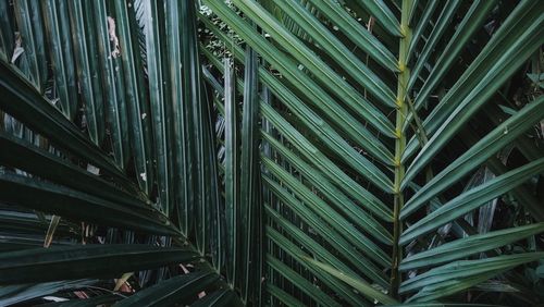 Full frame shot of green leaves