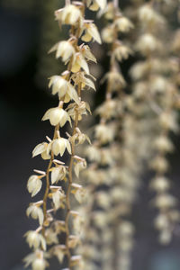 Close-up of white flowering plant