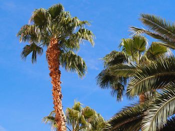 Low angle view of coconut palm tree against clear blue sky