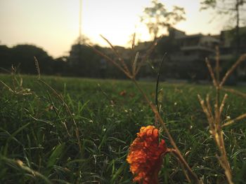 Close-up of plants growing on field against sky