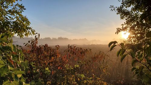 Plants growing on field during sunset