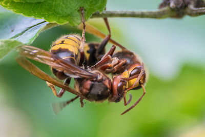 Close-up of insects on leaf