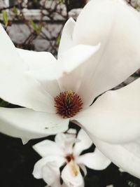 Close-up of white flowering plant