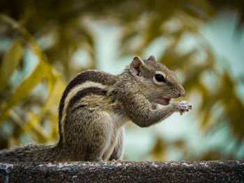 Close-up of squirrel on rock