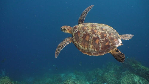 Sea turtle swimming underwater in the sea. turtle moves its flippers in the ocean under water 