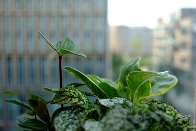 Close-up of plant