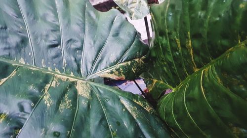 Close-up of wet leaves on plant at field