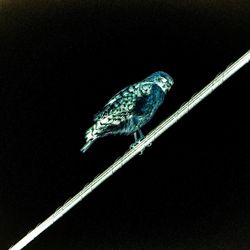 Close-up of a bird perching on black background