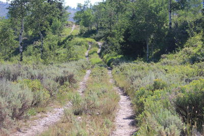 Footpath passing through forest