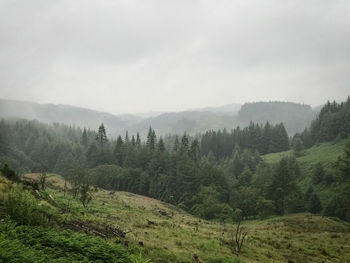 Trees on landscape against sky