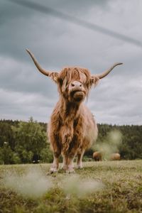 Portrait of a horse on field