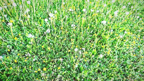 Grass growing in lawn