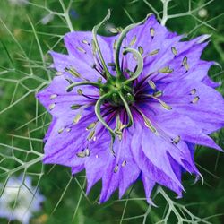 Close-up of purple flowers