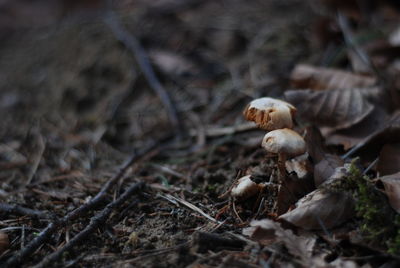 Close-up of mushroom growing on field