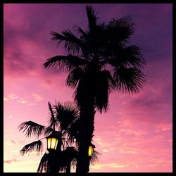 Low angle view of palm tree against sky