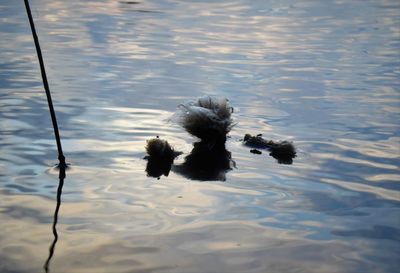 High angle view of birds swimming in lake