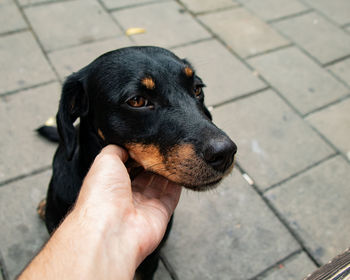 Man petting cute dog