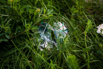 Reflection of trees on grass