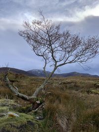 Bare tree on field against sky