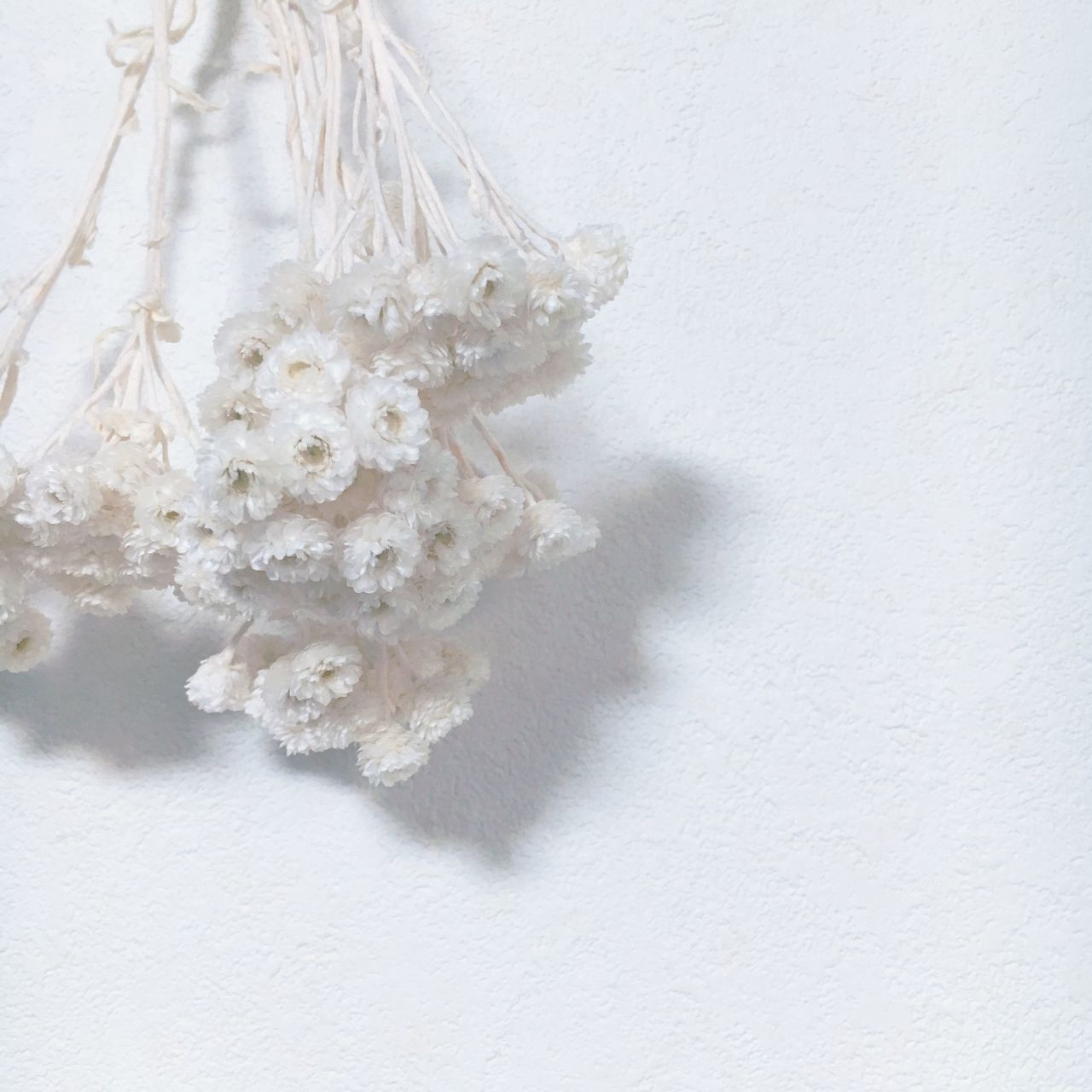 flower, bunch of flowers, fragility, close-up, white color, flower head, freshness, dead plant, studio shot, white background, nature, bouquet, softness, botany, flower arrangement, dried plant, beauty in nature, petal, blossom, bunch, cherry blossom, in bloom