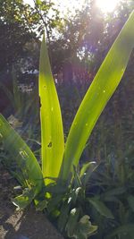 Close-up of green leaves