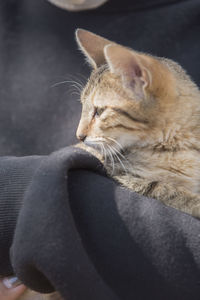 pet