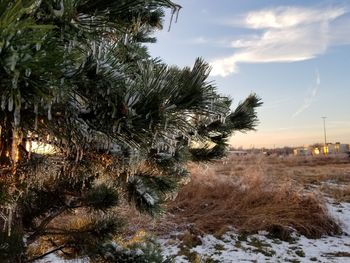 Close-up of tree against sky during winter