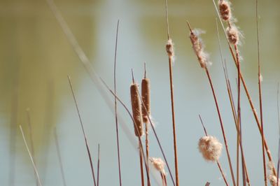 Close-up of stalks against blurred background