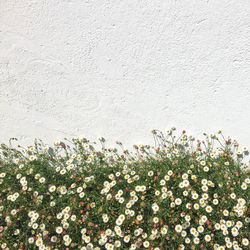 Close-up of white flowering plant against wall