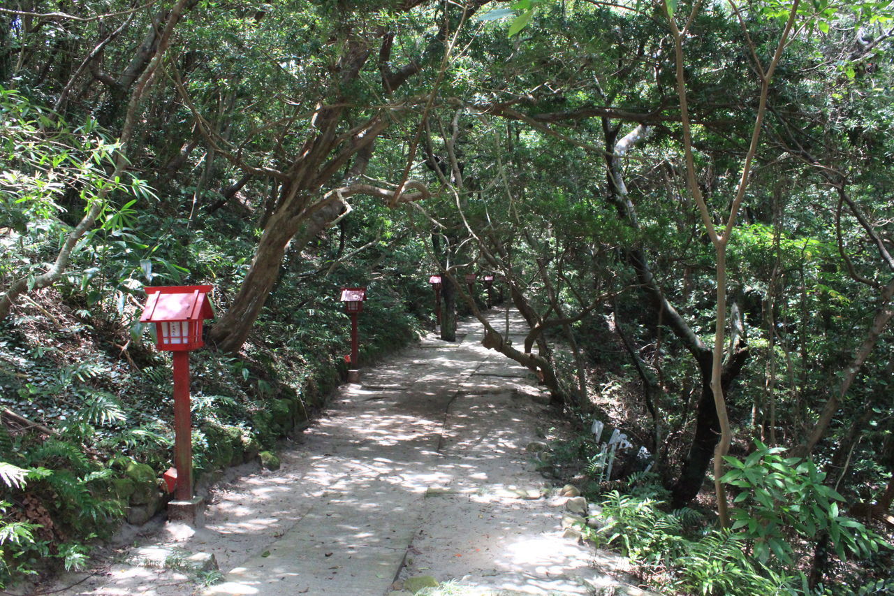 ROAD PASSING THROUGH FOREST