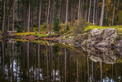 View of pine trees in forest