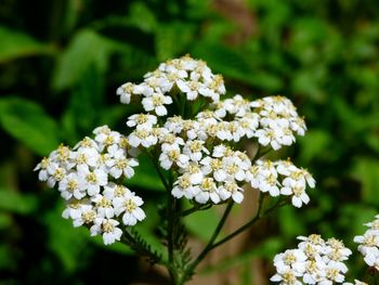 Close-up of white flowering plant