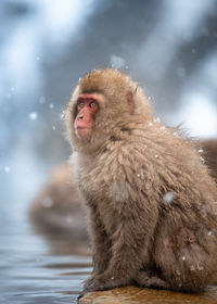 Monkey looking away in snow