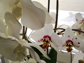 Close-up of flowers