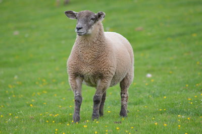 Portrait of sheep standing in field