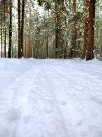 Snow covered land amidst trees in forest