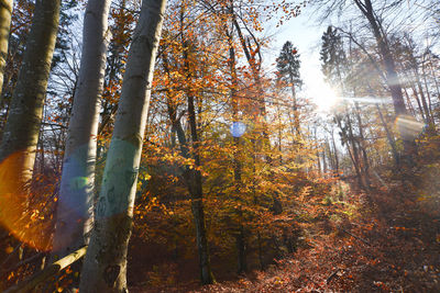 Trees in forest during autumn