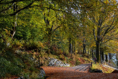 Road amidst trees in forest during autumn