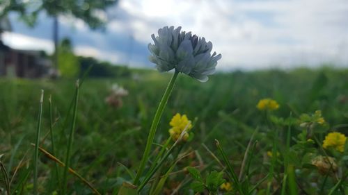 Close-up of flowers blooming in field