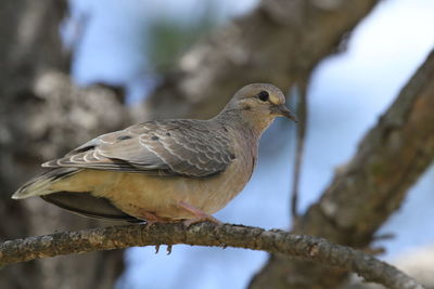 Close-up of bird perching on branch