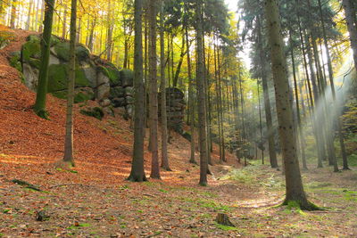 Trees in forest