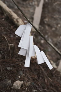 Close-up of paper hanging on rope