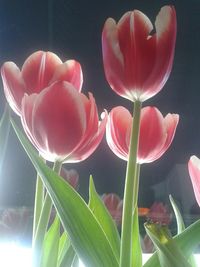 Close-up of red tulips