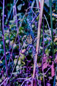 Butterfly perching on leaf