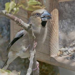 Close-up of bird perching on tree