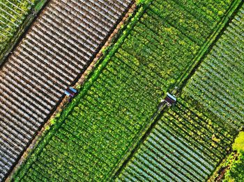 High angle view of agricultural field