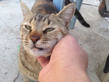 Close-up of hand holding cat