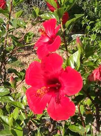 Close-up of red hibiscus blooming outdoors