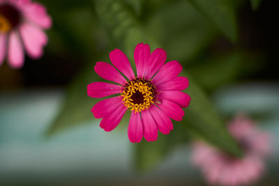 Close-up of pink cosmos flower