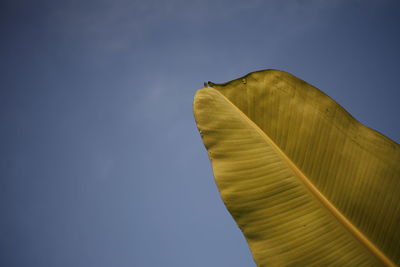 Low angle view of banana leaf against clear blue sky